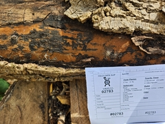 Hypoxylon crocopeplum