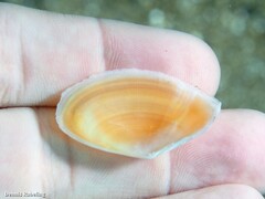 Bosemprella incarnata