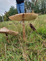 Macrolepiota