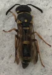 Stenodynerus