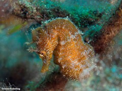 Hippocampus hippocampus