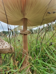 Macrolepiota