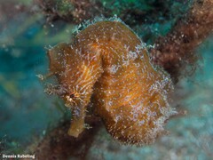 Hippocampus hippocampus