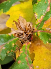 Andricus quercusfrondosus