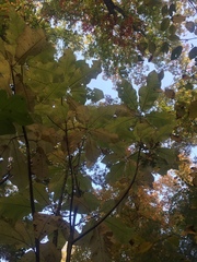 Magnolia macrophylla