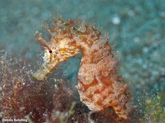 Hippocampus hippocampus