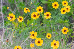 Thelesperma filifolium