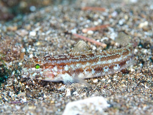 Steven's Goby