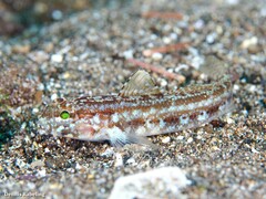 Gobius gasteveni