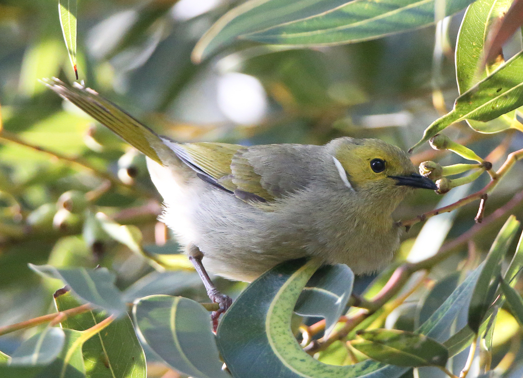 White-plumed Honeyeater (Birds of Griffith NSW) · iNaturalist