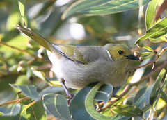White-plumed Honeyeater - Photo (c) Matt Campbell, some rights reserved (CC BY-NC), uploaded by Matt Campbell