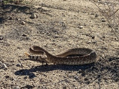 Crotalus ruber