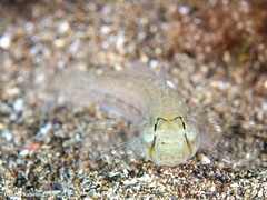 Gnatholepis thompsoni