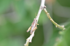 Paraidemona