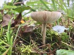 Melanoleuca polioleuca