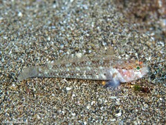 Vanneaugobius canariensis