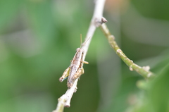 Paraidemona