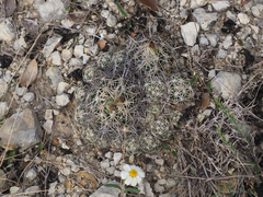 Coryphantha sulcata