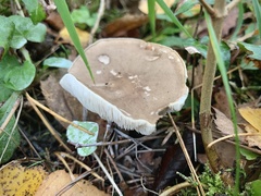 Melanoleuca polioleuca