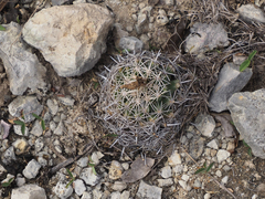 Coryphantha sulcata