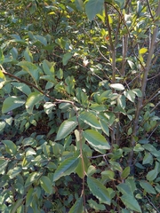 Alnus rhombifolia