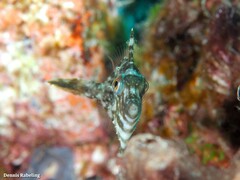 Stephanolepis hispida