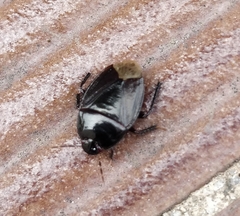 Macroscytus