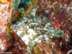 Stephanolepis hispida