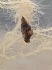 Cerithideopsis scalariformis