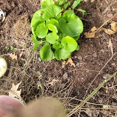 Caltha palustris
