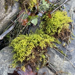 Callicladium imponens