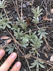 Potentilla hippiana