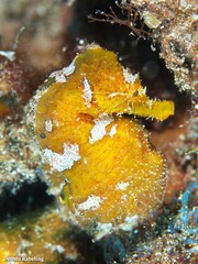 Hippocampus hippocampus