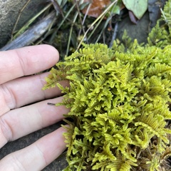 Callicladium imponens