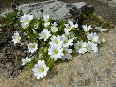 Cerastium uniflorum