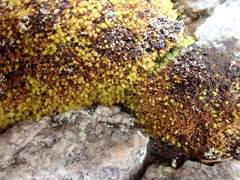 Aulacomnium androgynum