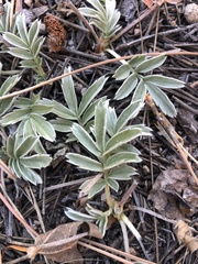 Potentilla hippiana
