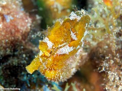 Hippocampus hippocampus