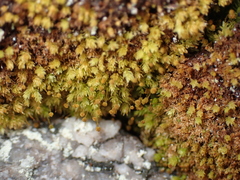 Aulacomnium androgynum