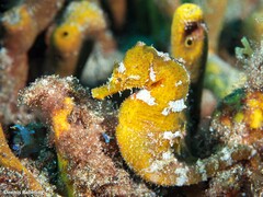 Hippocampus hippocampus