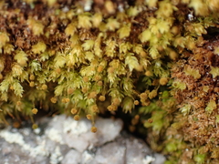 Aulacomnium androgynum