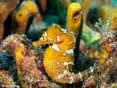 Hippocampus hippocampus