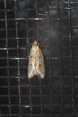 Carolana ascriptella