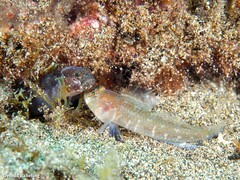Vanneaugobius canariensis