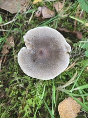 Cortinarius hemitrichus
