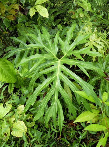 Philodendron radiatum