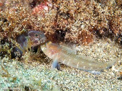 Vanneaugobius canariensis