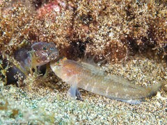 Vanneaugobius canariensis