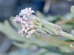 Chaenactis thompsonii