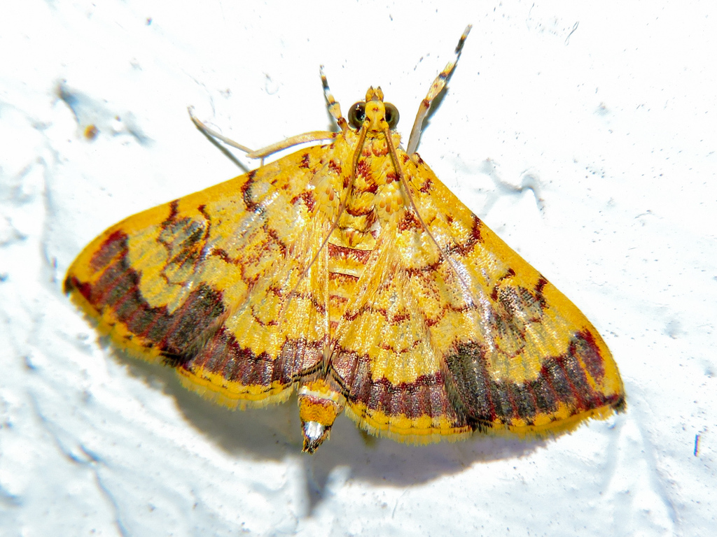 Portentomorpha